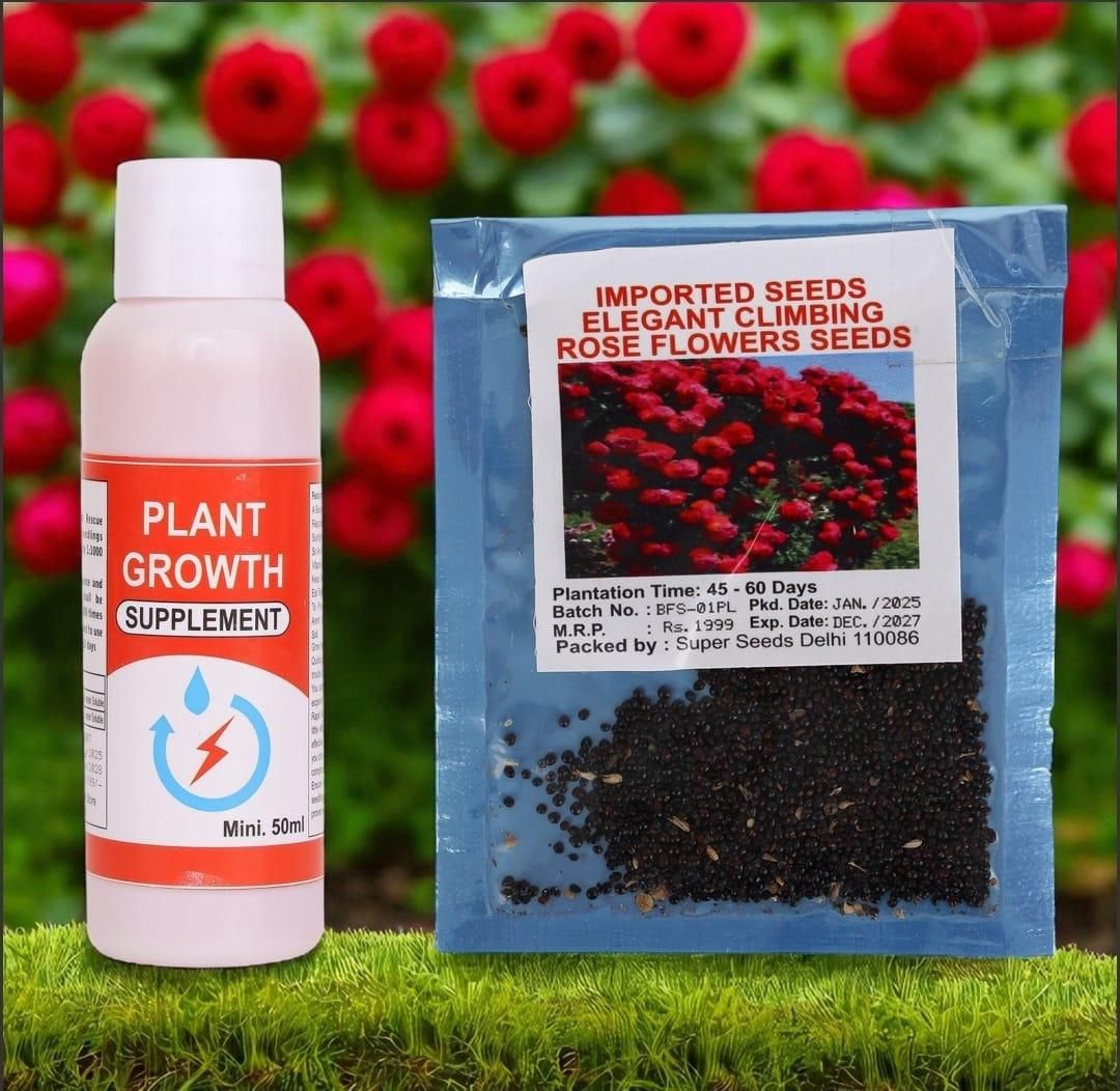 Elegant Climbing Rose Flower Seeds – Grow Beautiful Blooms at Home