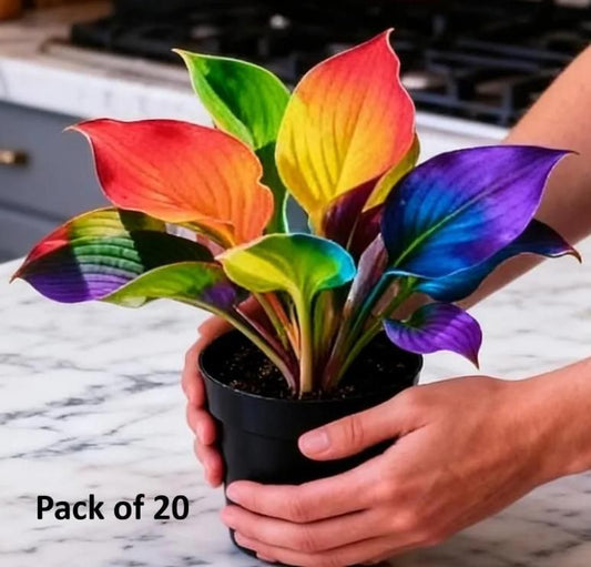 Color Symphony Hosta Seeds with Plant Growth Serum (Pack of 20) – Vibrant Decorative Plants